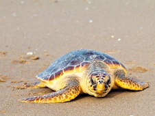 Grande tartaruga Caretta alla Turtle Beach