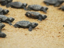 Piccoli di tartarughe Caretta si muovono lentamente verso il mare